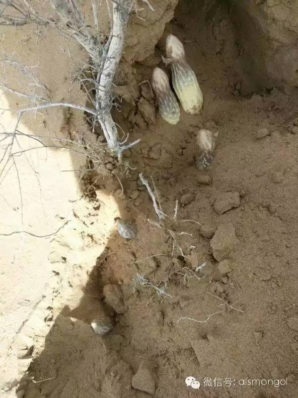 蒙古阿拉善肉苁蓉,阿拉善苁蓉生长在哪儿