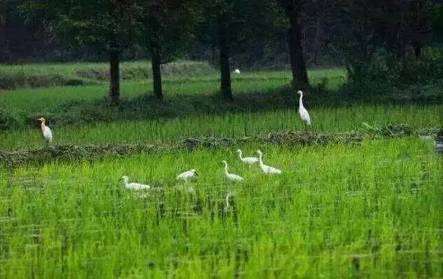 蔡澜曝光的食物,蔡澜为什么不吃鸡肉
