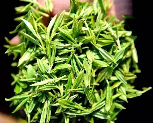 龙井茶地方课程,龙井茶课堂实录