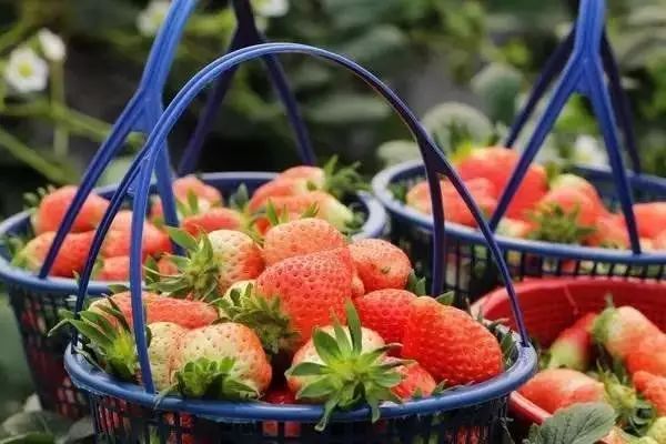 成都采草莓哪个地方最好,成都周边草莓采摘园基地