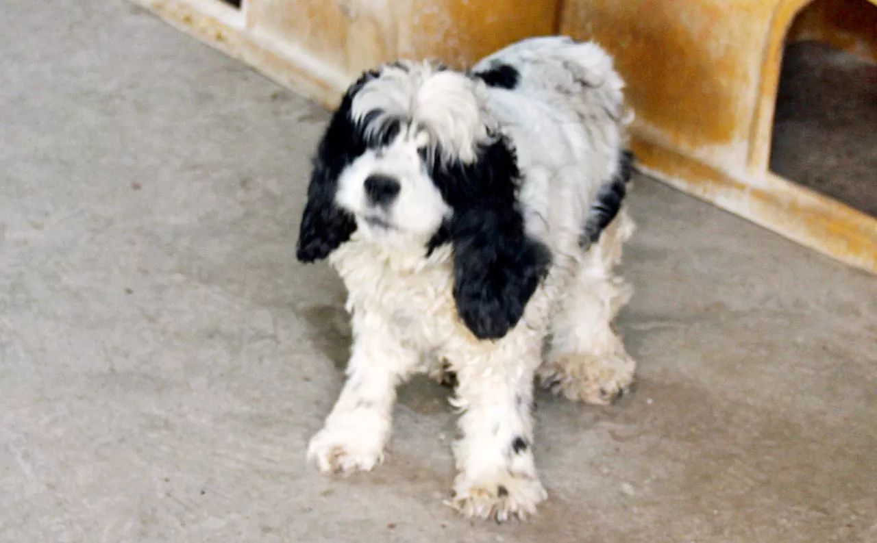 给狗狗一个温暖的家视频,给狗狗们一个干净舒适温馨的家