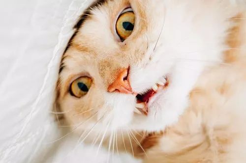 铲屎官对猫粮过敏,铲屎官猫过敏