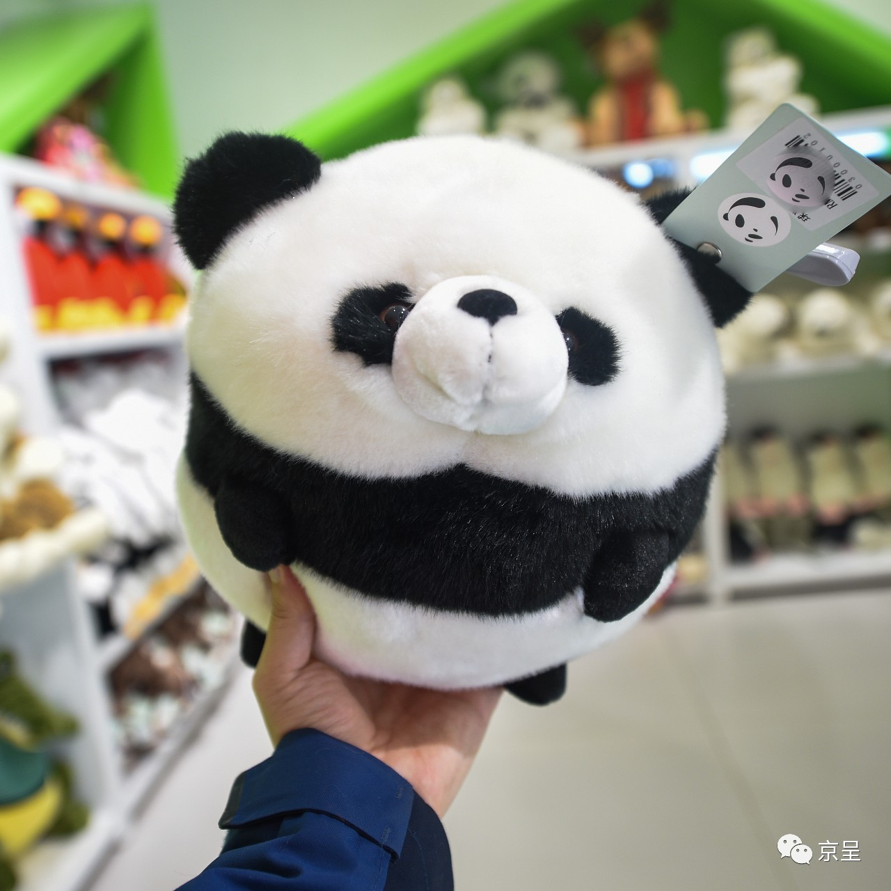 鹈鹕树懒食蚁兽?北京这家非主流玩偶店教你认认新萌物