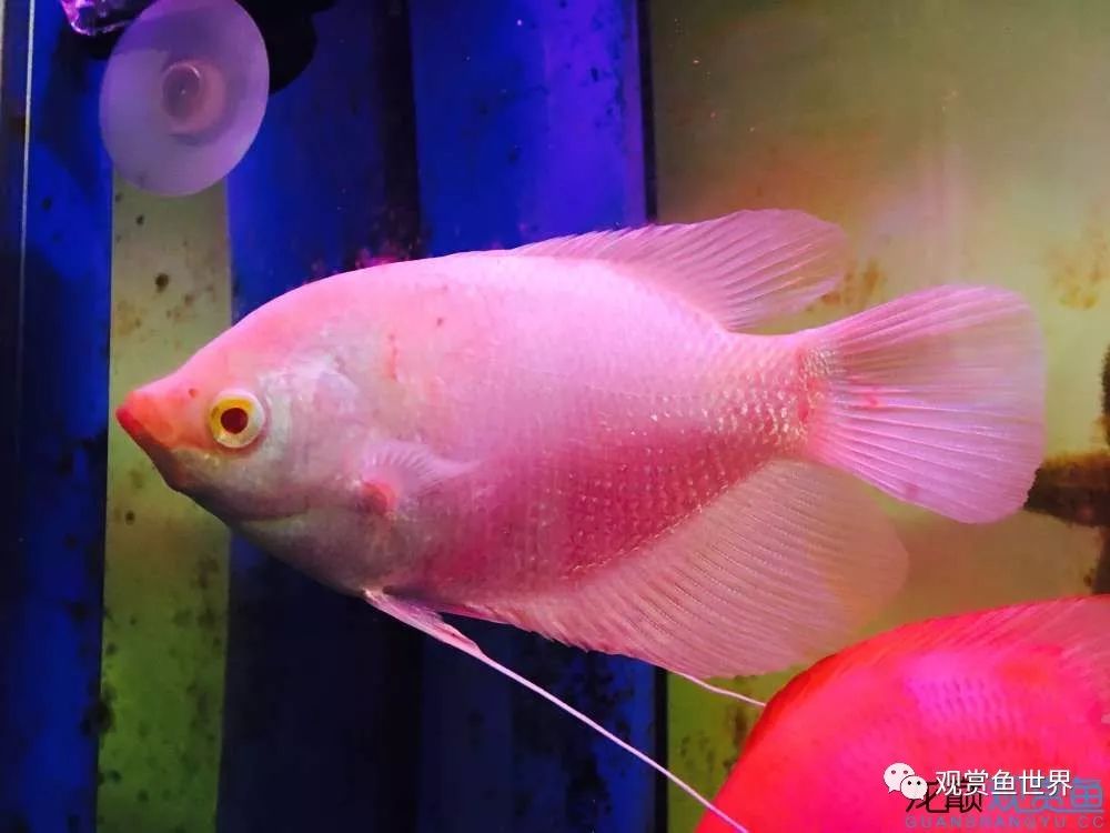 招财鱼烂肉最佳治疗方法,与食管癌抗争的五年