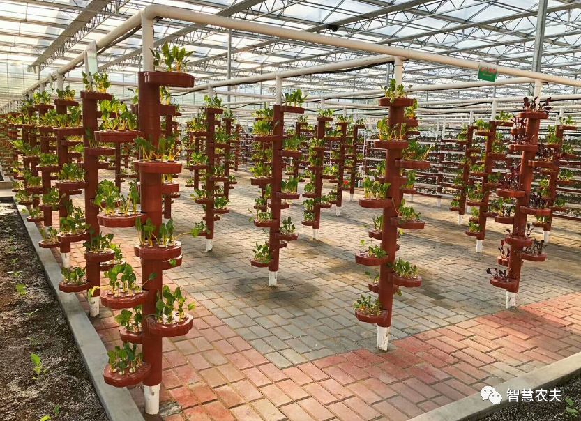 可以水培的蔬菜植物有哪些,水培家庭蔬菜种植箱优缺点