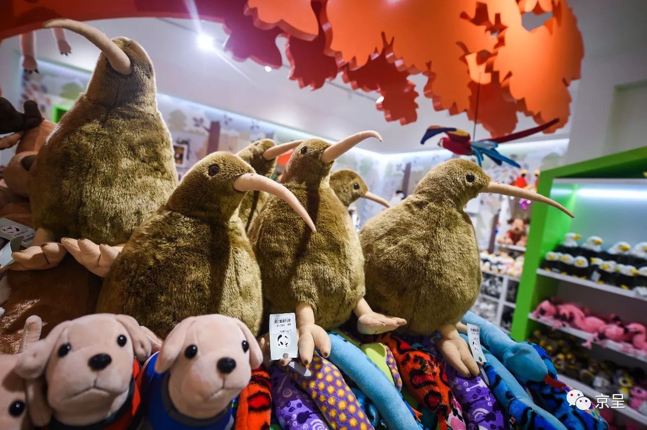 鹈鹕树懒食蚁兽？北京这家非主流玩偶店教你认认新萌物