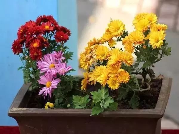 有什么比较特殊也比较好看的鲜花,什么鲜花比较有特色又好看