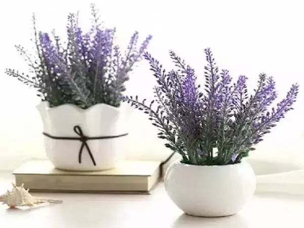 最好看的十种鲜花,小众又好看的鲜花