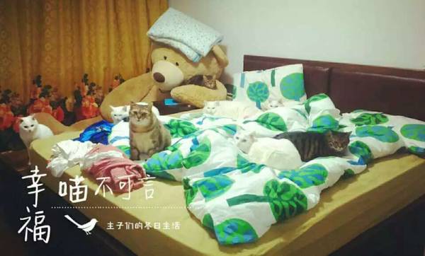 沉浸式养猫体验,养猫是一种什么体验