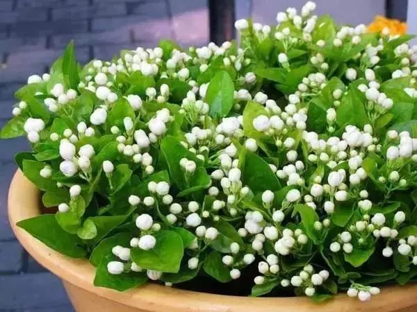 有什么比较特殊也比较好看的鲜花,什么鲜花比较有特色又好看