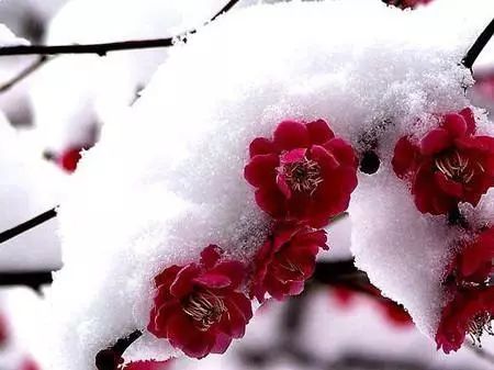 春城秀红嘴鸥图片,春城冬日美景