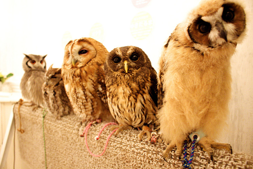 星球·探索｜日本十大萌宠大放送