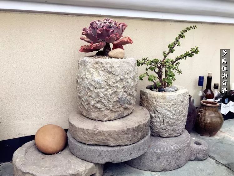 阳光的多肉花园,漂亮的多肉露台花园