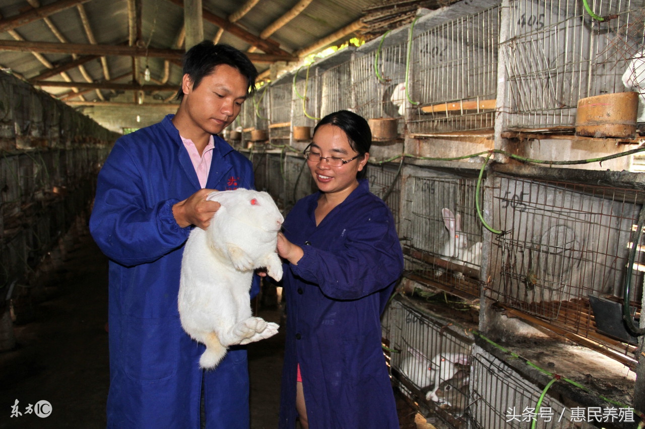 家兔老啃笼怎么办,家兔散养的正确方法