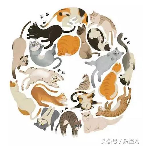 关于猫成精的那些事22,关于猫成精的那些事16