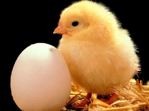 “鹰爸”雪地裸训幼儿，如何看待“鹰试教育”和“鸡仔教育”？