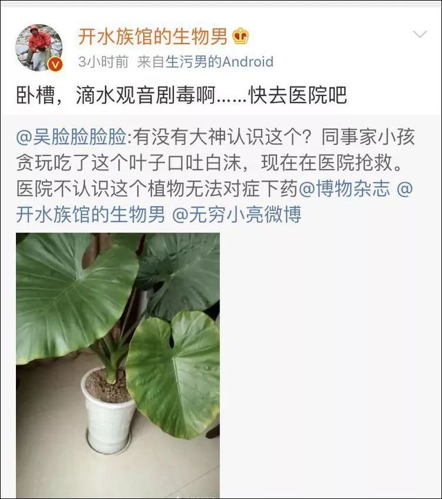 小孩贪玩吃了这个叶子口吐白沫，你家里可能也有！