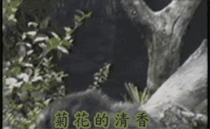 OhMy嘎噔，荷兰猪竟然吃屎，三观毁尽