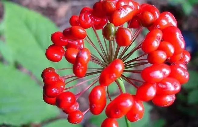 林间挖山参有什么讲究,长白山采参的讲究