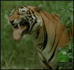 呦呦切克闹英文版,呦呦切克闹原创