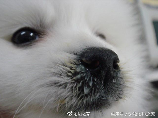 养狗的注意事项中大型犬,新手养狗须知狗狗冷知识大揭秘