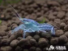 常见淡水观赏鳌虾大全,观赏鳌虾是淡水的吗