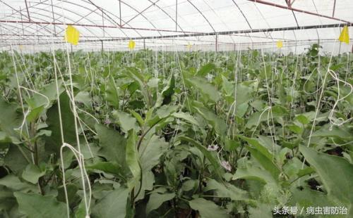 阴雪天温室大棚如何管理？避免遭受低温高湿的危害