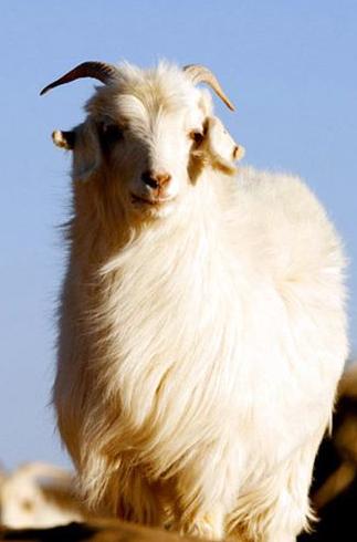 阿拉善白绒山羊,阿拉善白绒山羊养殖方法