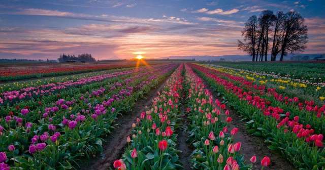 郁金香｜它曾经倾国倾城，如今却“剁手”可得