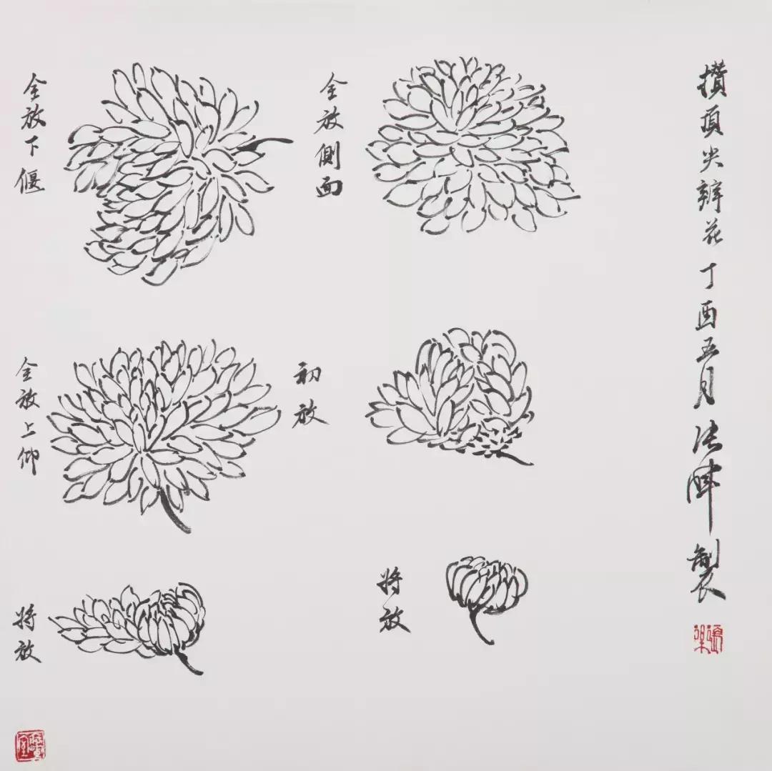 国画花鸟画花的构图,花鸟画各种造型的画法