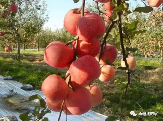 新疆新型城市,新疆刚建立的南疆城市