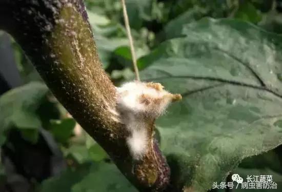 茄子绵疫病为害特点,茄子病害绵疫病