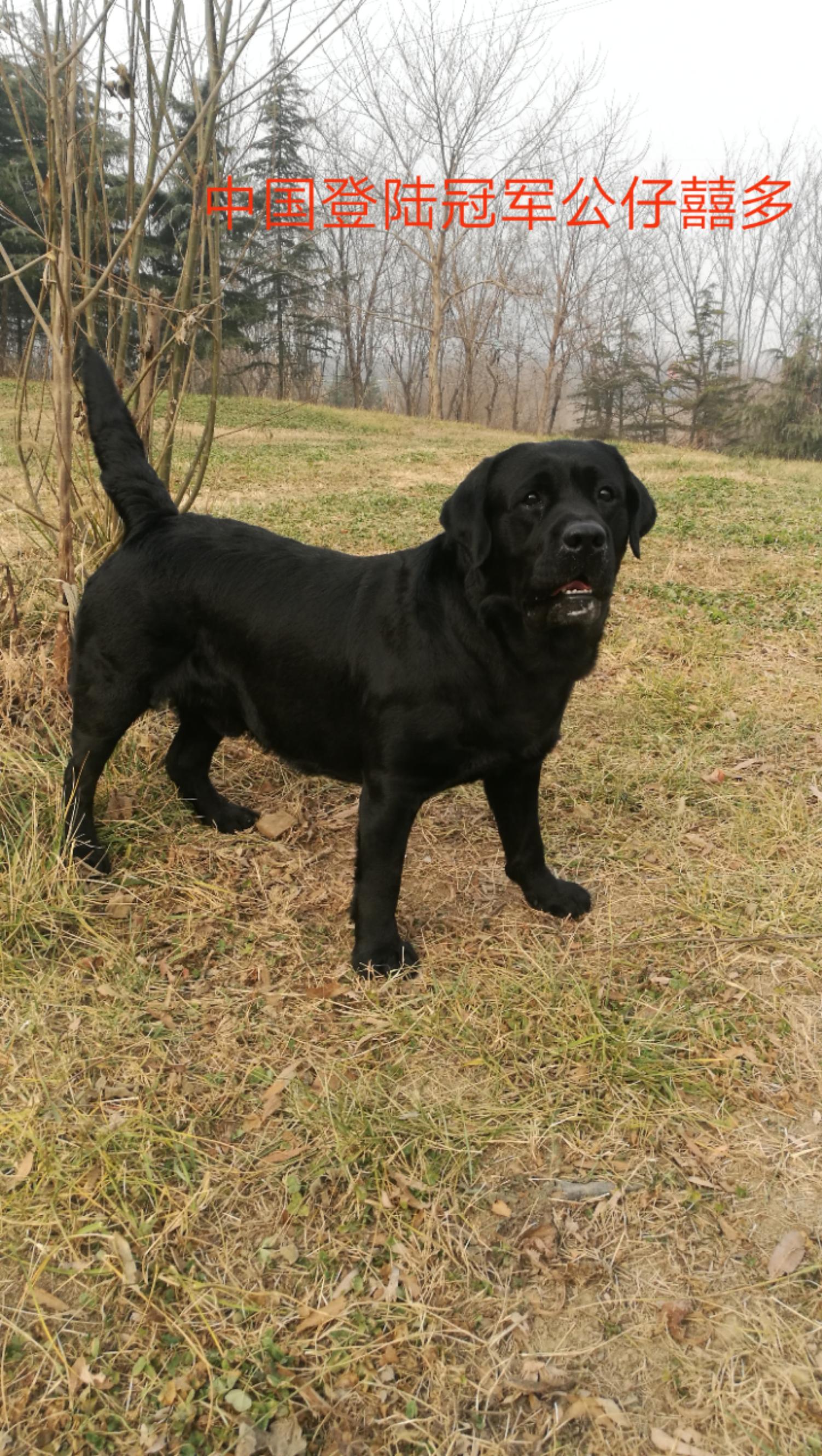 拉布拉多幼犬得传染病,拉布拉多犬得了狗瘟能活多久