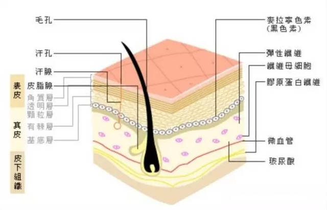 晓晓护肤科普,晓晓护肤除皱产品
