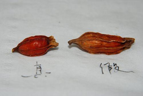 中药材造假猖獗，火眼金睛识别假中药