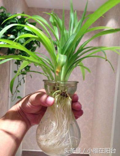 油画吊兰水培长根后怎么换土培,水培金边吊兰长根后转土培的方法