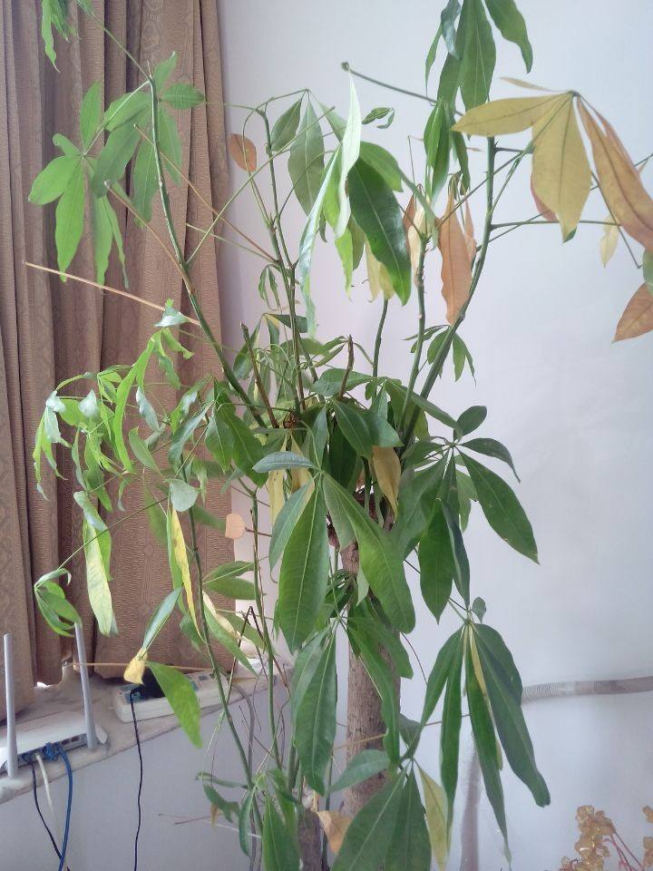 家里发财树叶子黄了怎么办,家里的发财树叶子发黄是怎么回事