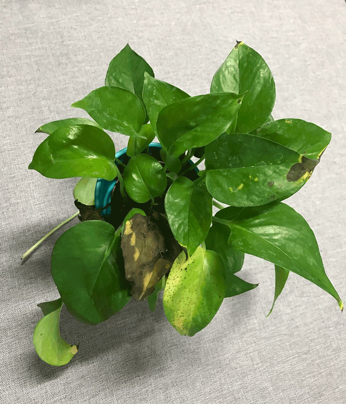 除甲醛的空气净化器对甲醛有用吗,甲醛超标可以用空气净化器解决么