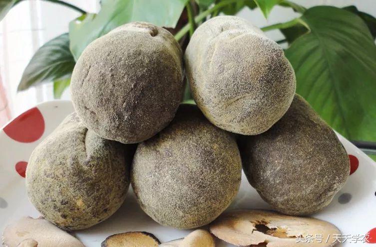 红美人柑橘和沃柑哪个品种更甜,这几年比较火的柑橘品种