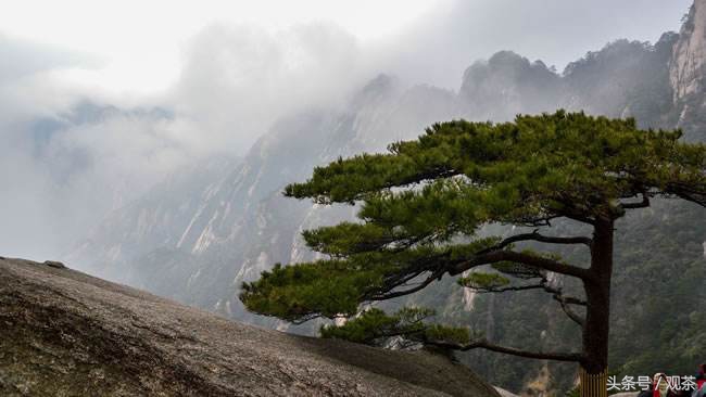 安徽茶全国十大名茶,十大名茶之一的安徽茶