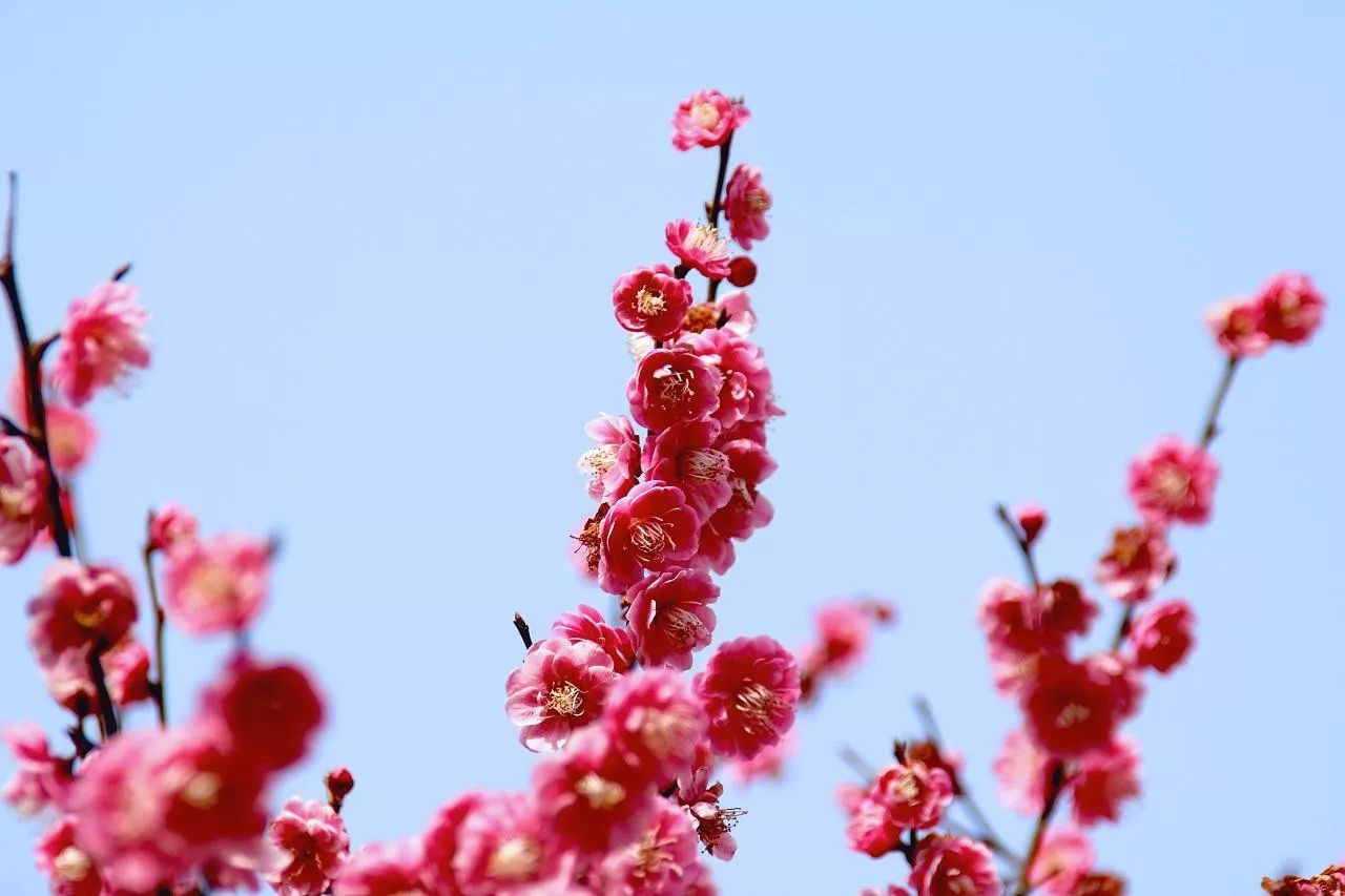 2018年浙江地方景点旅游日历大合集！含杭州，建德，温州，金华！