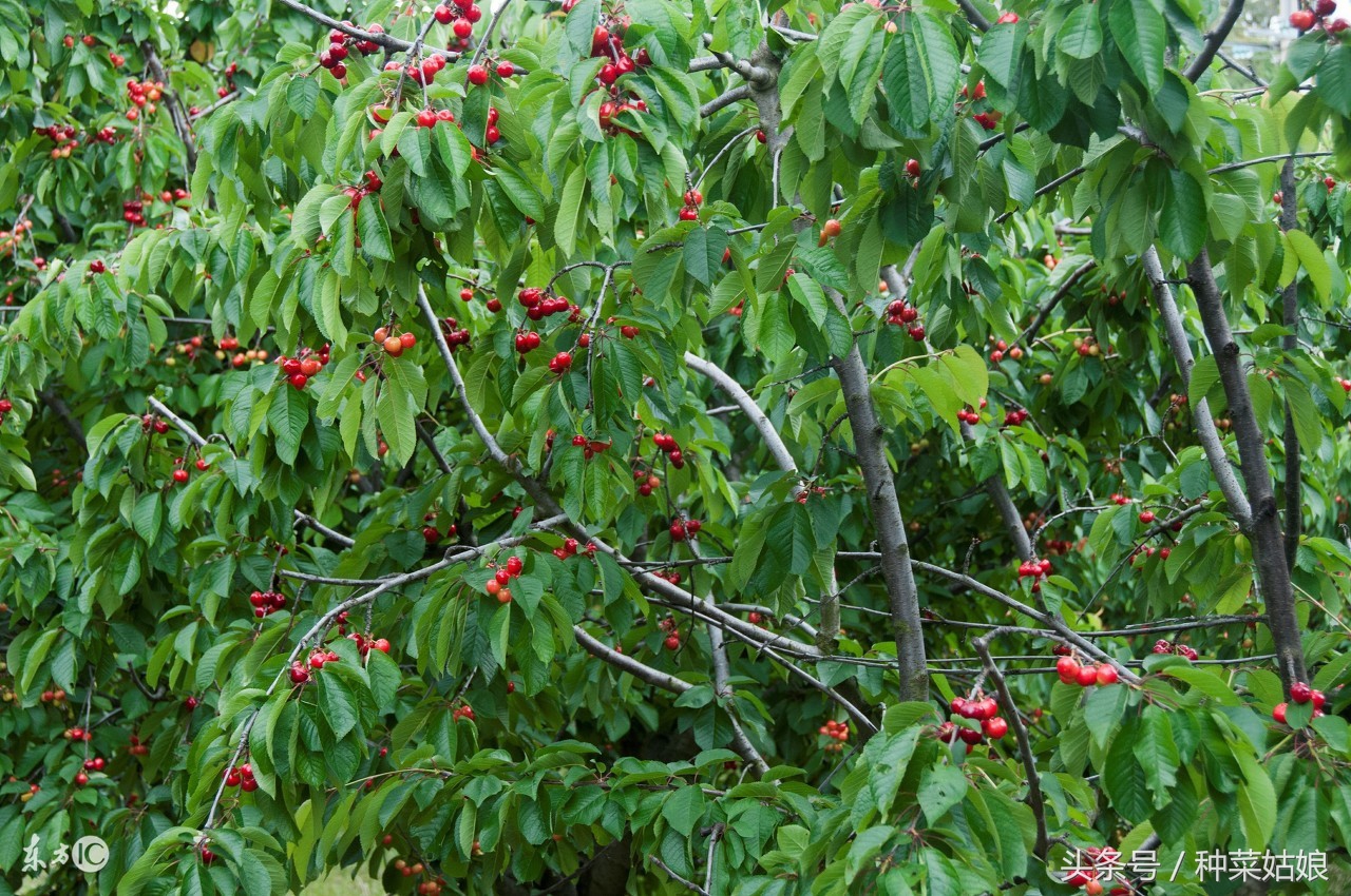 樱桃好吃，树却难种，做到这几点，樱桃长得好好的