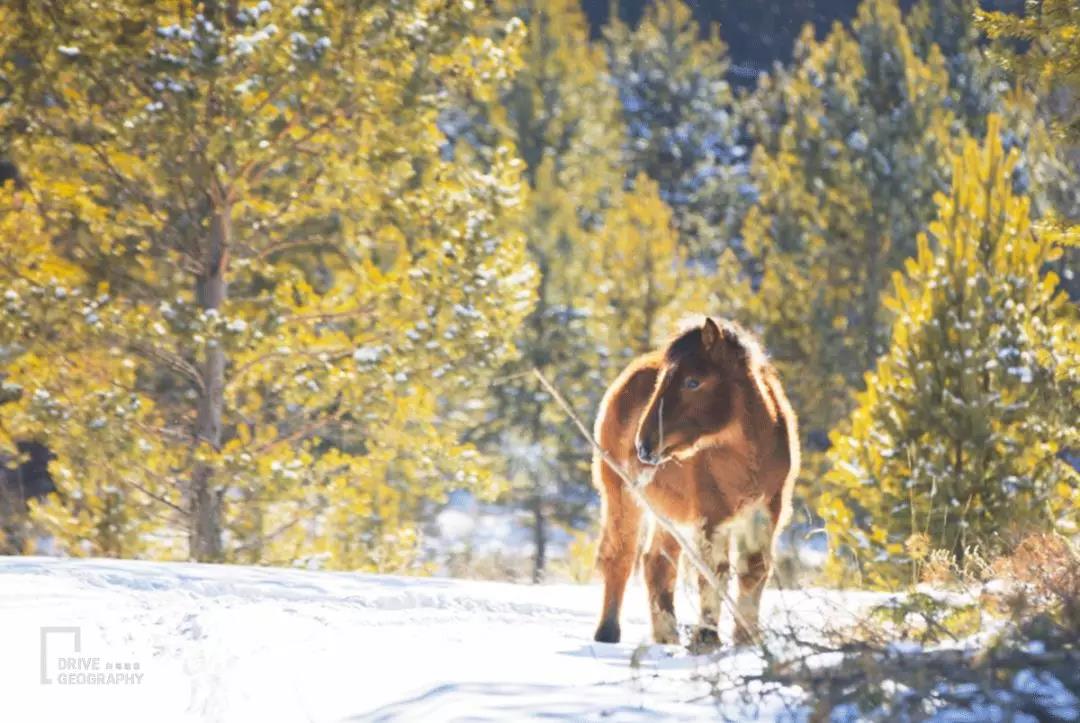 雪乡现在还坑人吗2017,东北雪乡雪上游玩