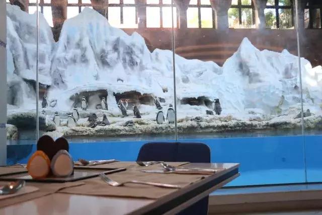 长隆国际海洋王国之旅,长隆企鹅海洋王国两天一夜攻略