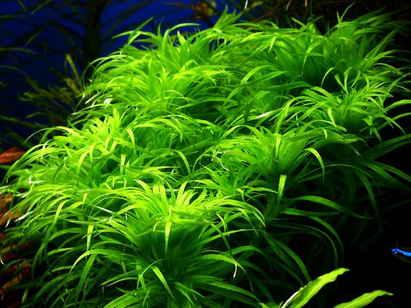 水草缸内怎样防治藻类生长,水草缸的藻类需要处理吗