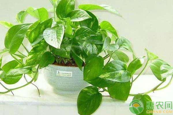 生命之花绿萝,绿萝为什么叫生命之花