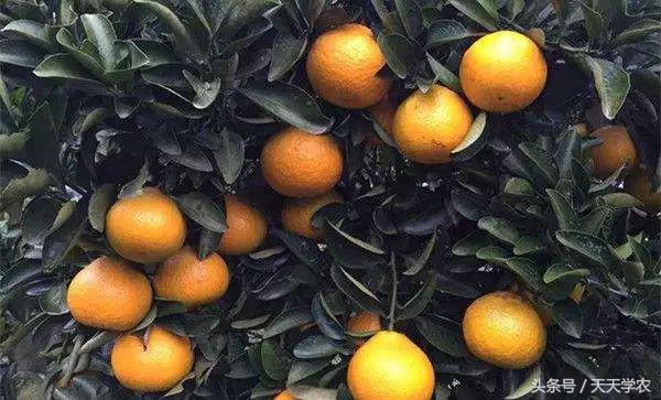 红美人柑橘和沃柑哪个品种更甜,这几年比较火的柑橘品种