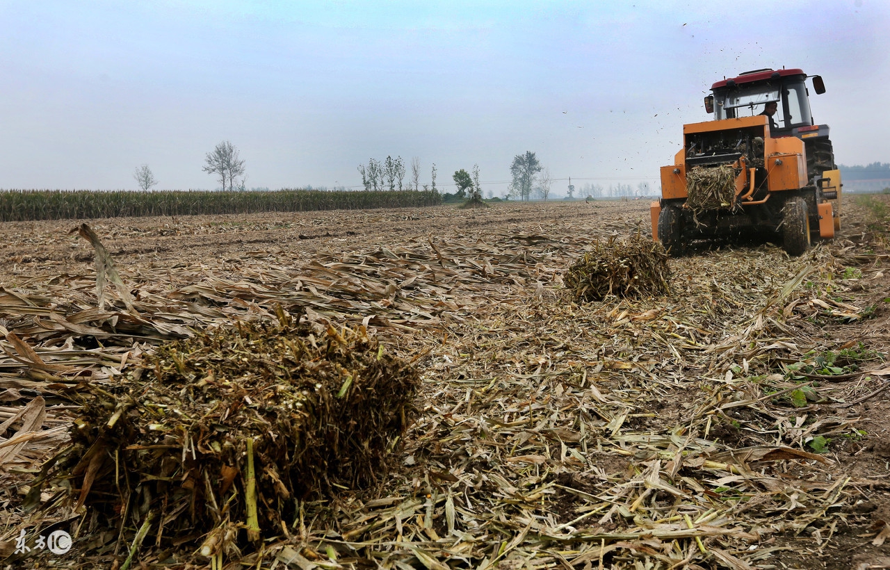 西红柿移栽3天为什么耷拉下来,西红柿栽上一直不长棵为什么