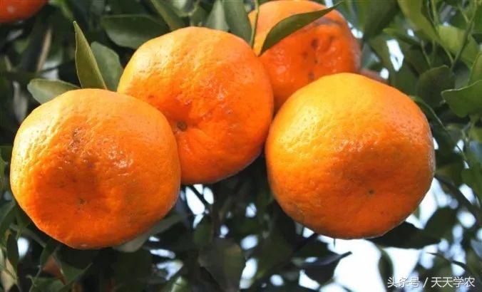柑橘五大品种的特点和优势,柑橘品种介绍视频