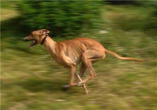 名贵格力犬，以一种作死的方式结束了它安逸的一生